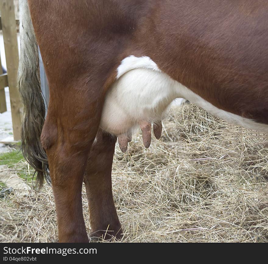 Fragment of a back part of a cow in a stall with an udder feet and a tail.