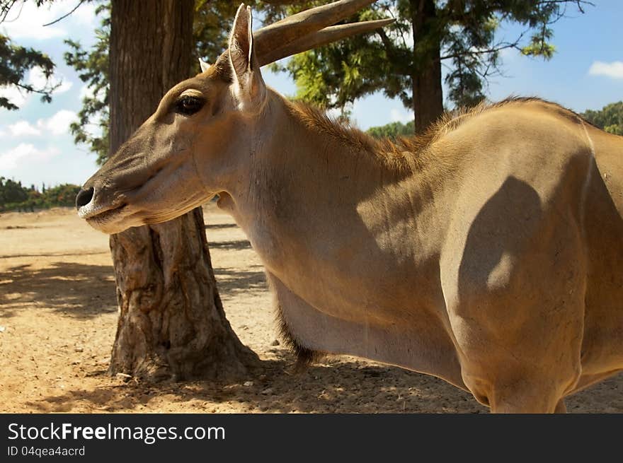 Eland antelope , also known as Kanna it is the world's biggest antelope. Eland antelope , also known as Kanna it is the world's biggest antelope.
