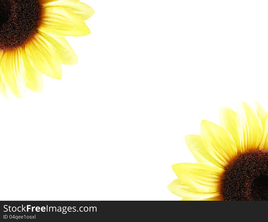 White background with two sunflowers at opposite angles. White background with two sunflowers at opposite angles