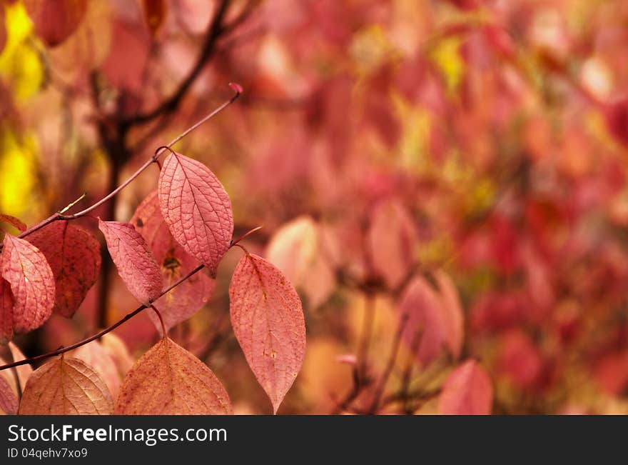 Autumn red leaves