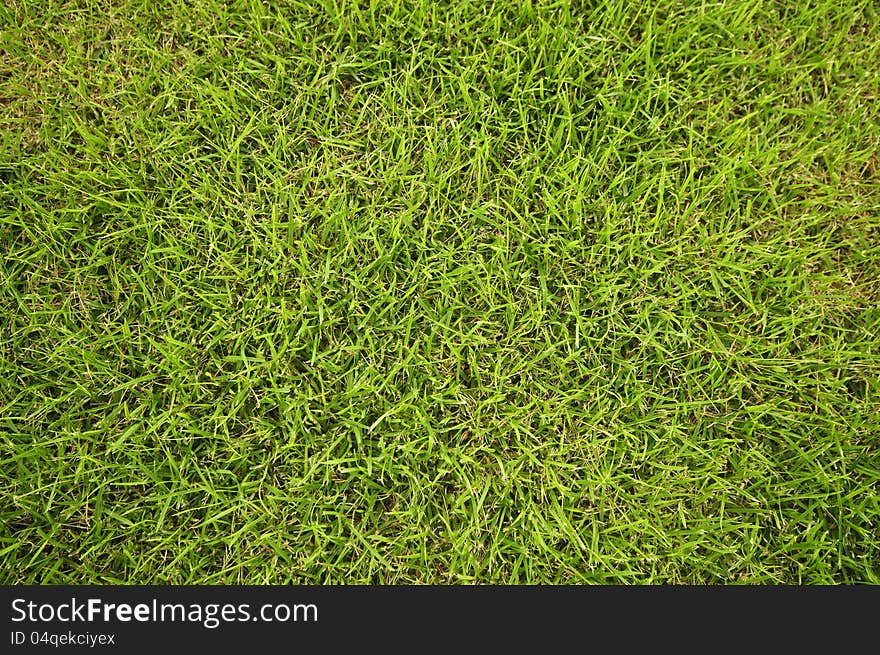 Green grass in the garden