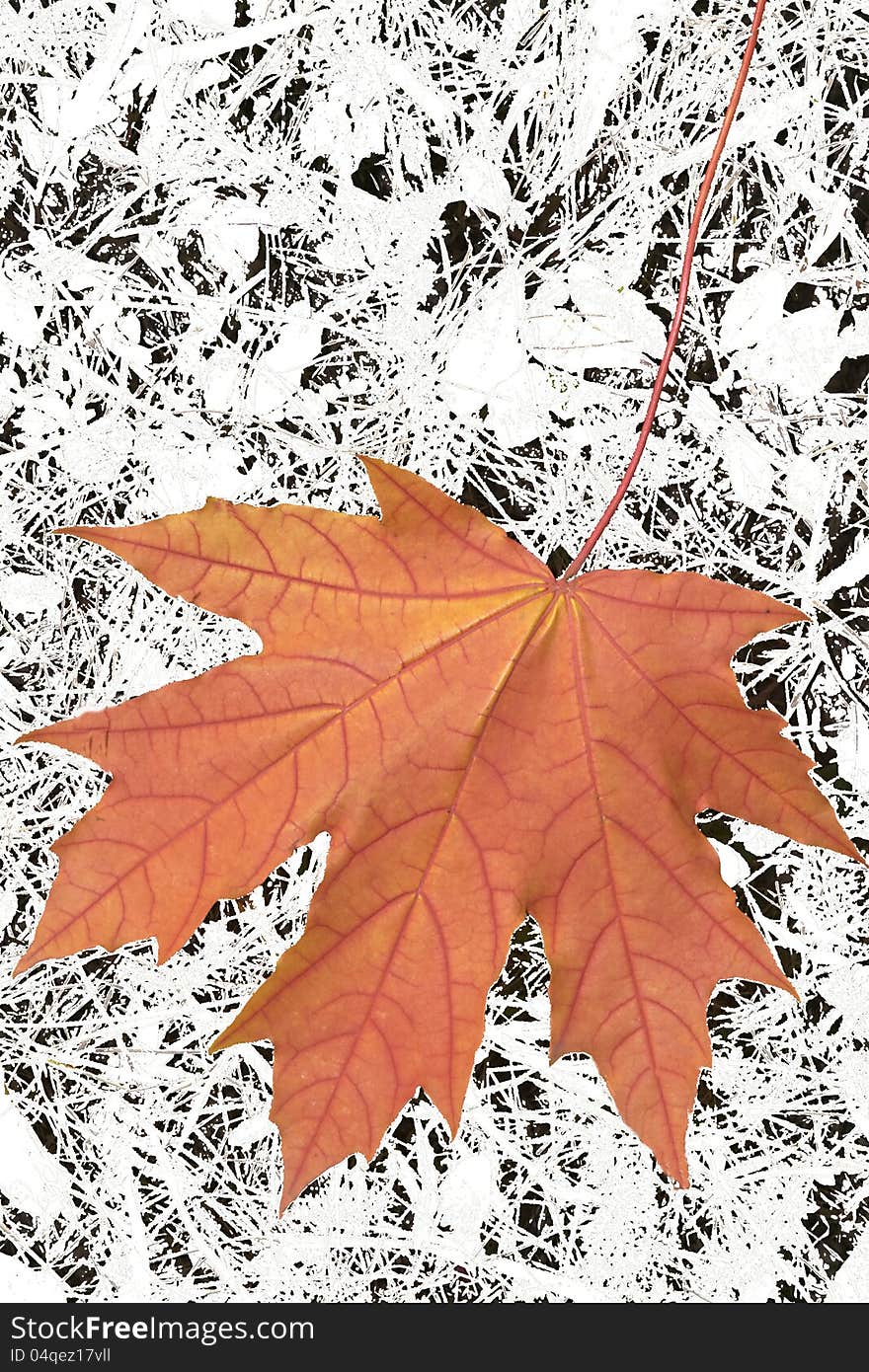 Yellow and red maple-leaf on white frost grass