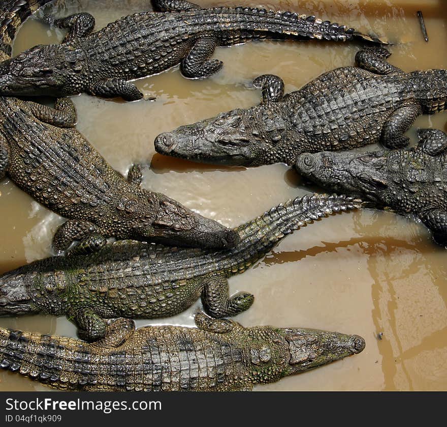 Bunch Of Crocodiles