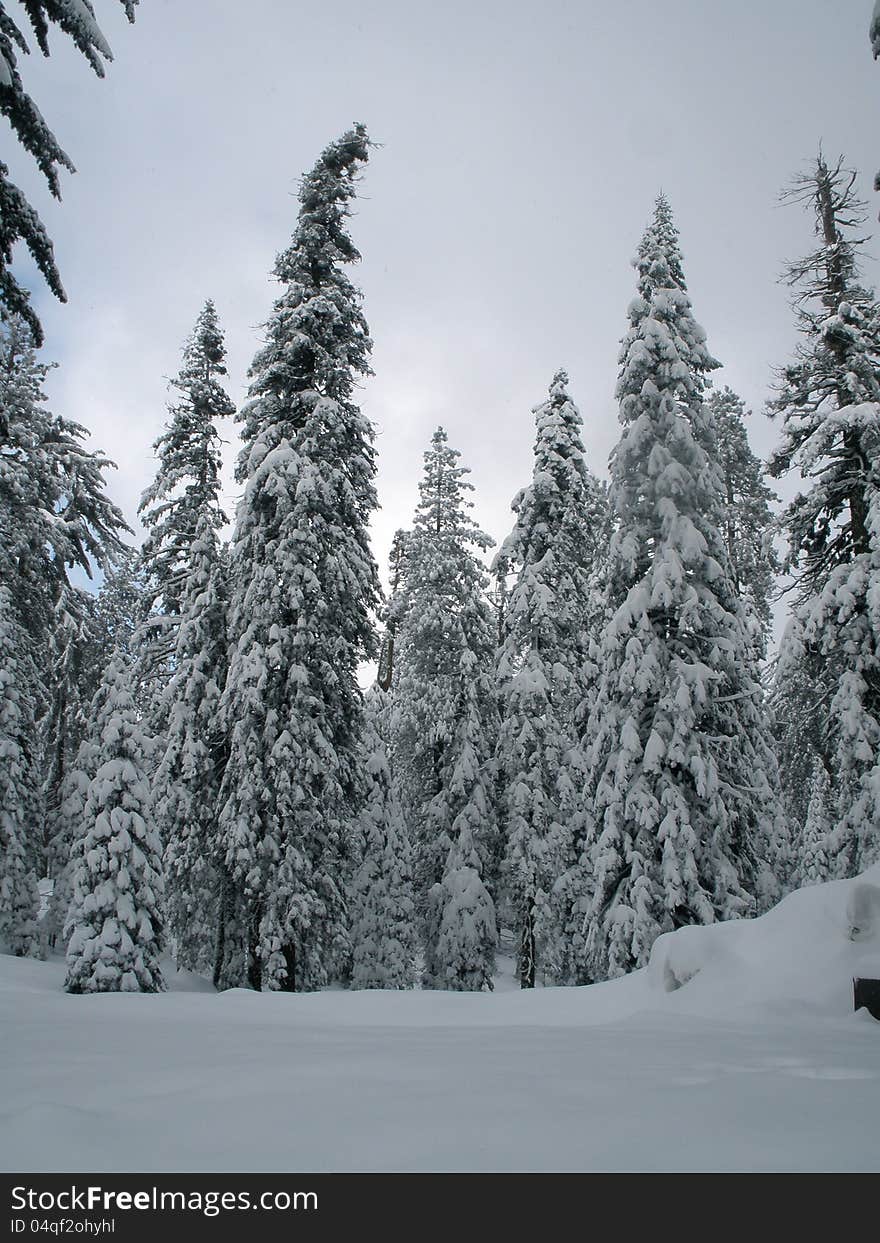 Dark sky over a winter forest of snow-covered trees.