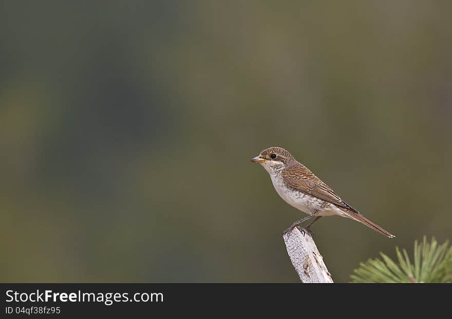 Red-backed Shrike &x28;Lanius Collurio&x29;