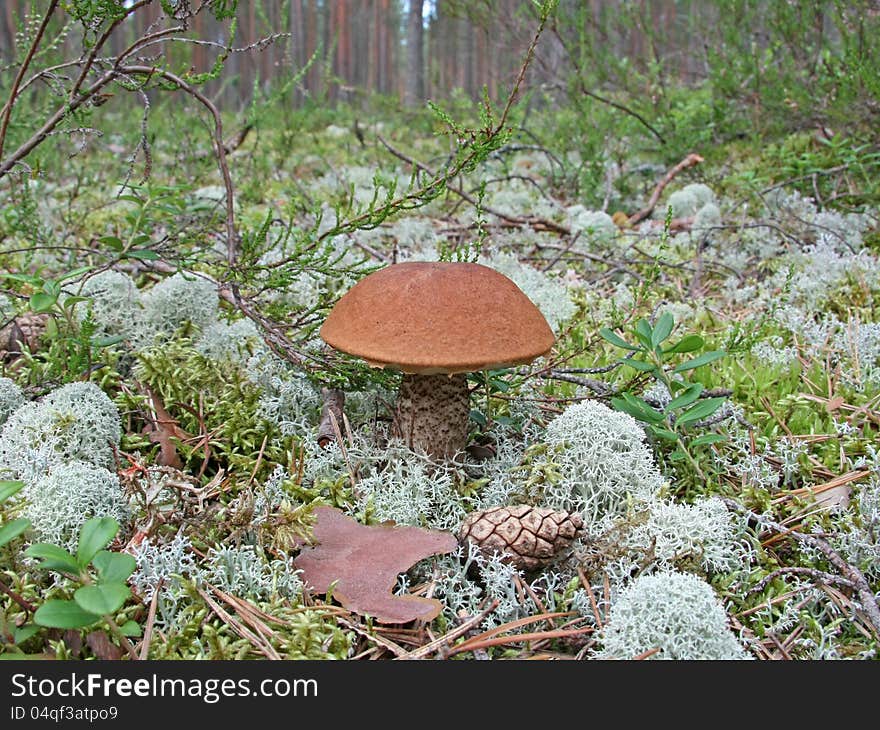 Mushroom orange cap boletus on a background of moss and lichen in a pine forest. Mushroom orange cap boletus on a background of moss and lichen in a pine forest