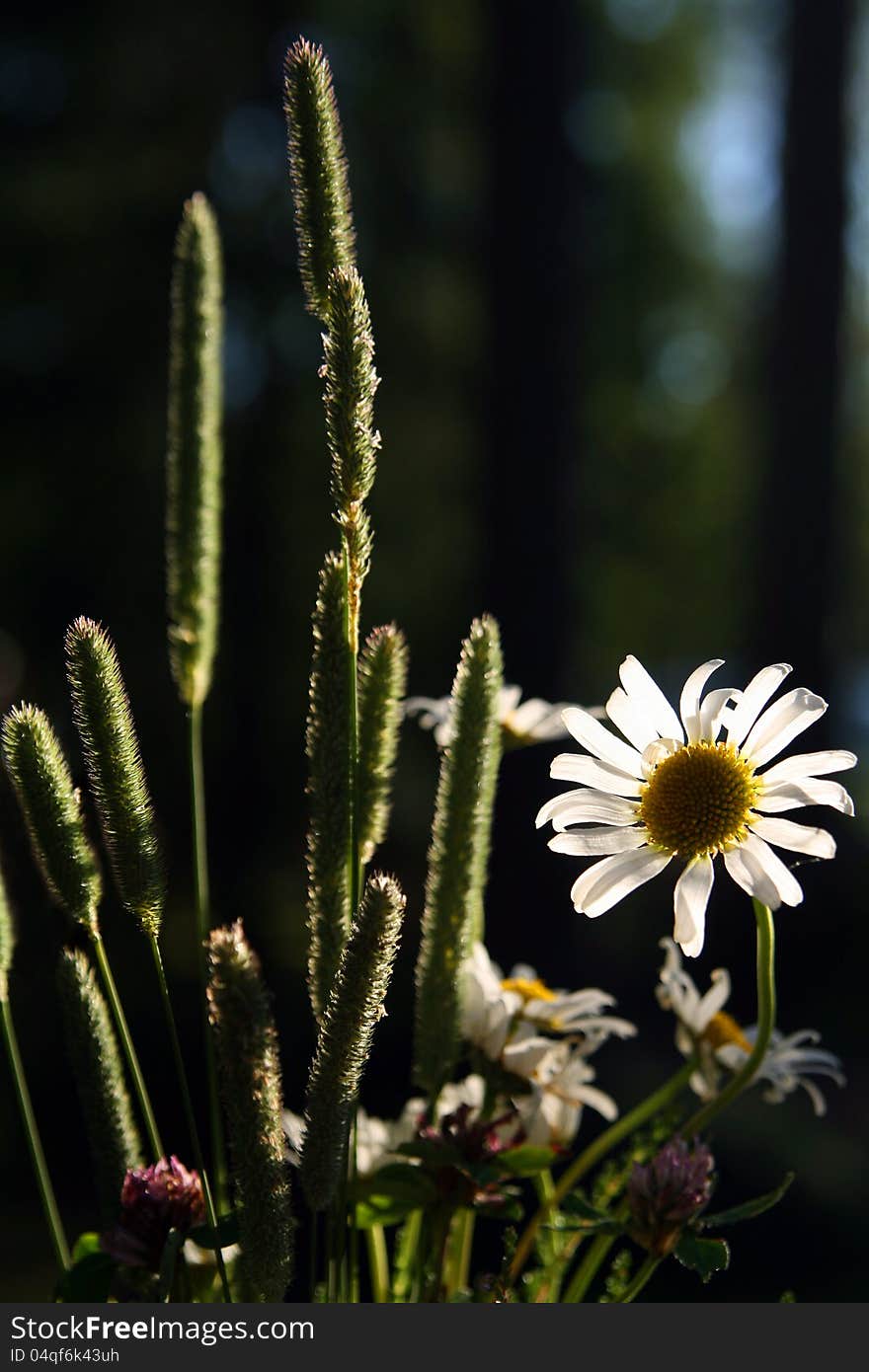 Backlit Summer Flower And Plants