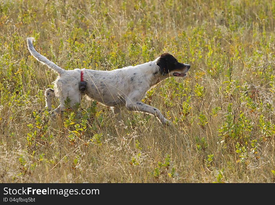 English Setter on Point of a Shaprtailed Grouse. English Setter on Point of a Shaprtailed Grouse