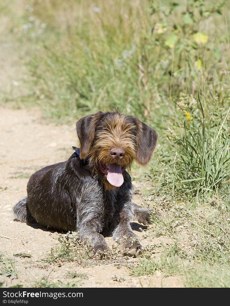 Hunting dog in the field resting after a run. Hunting dog in the field resting after a run