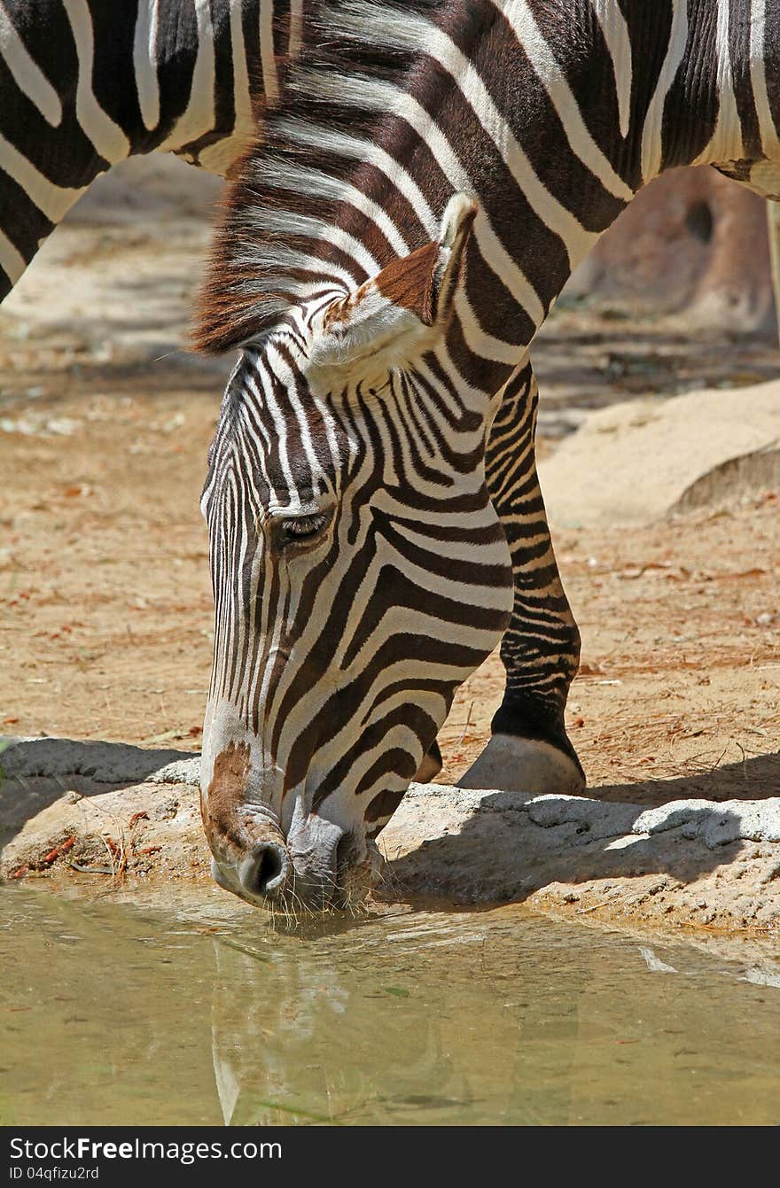 Zebra