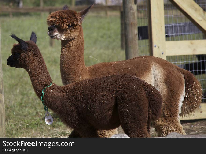 Alpacca farm animal chewing on hay with a funny hair