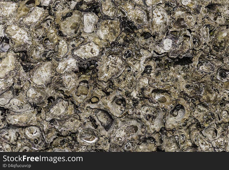 Deadly Oyster Texture