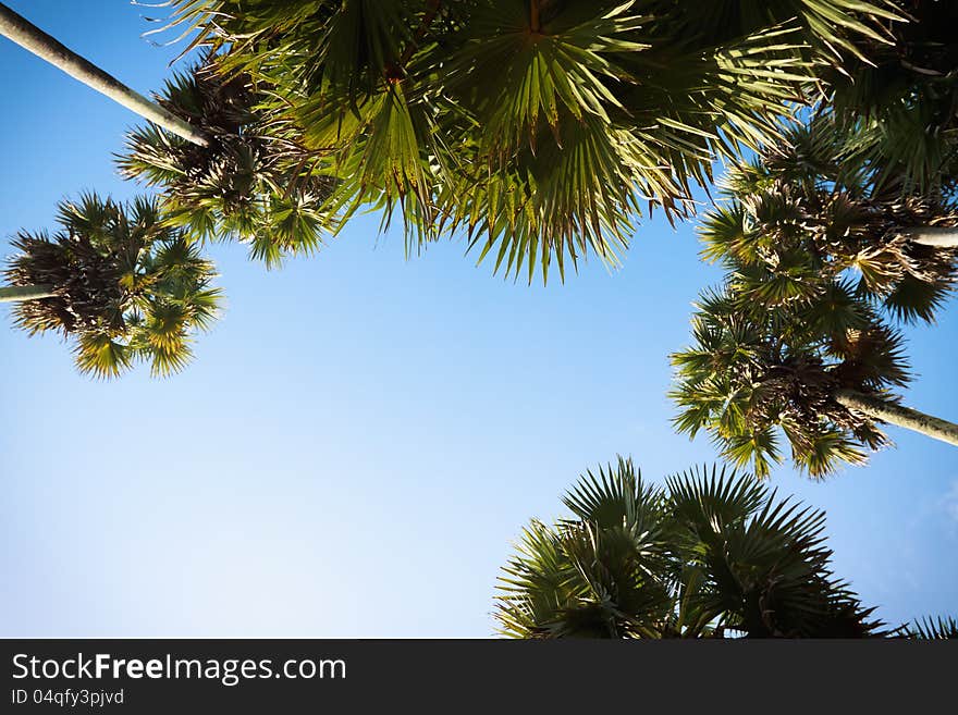 Crown of palm trees against the clear blue sky. Crown of palm trees against the clear blue sky.