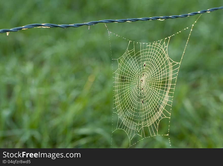 Spider web stretches between a barb-wired fence covered with fog. Spider web stretches between a barb-wired fence covered with fog.