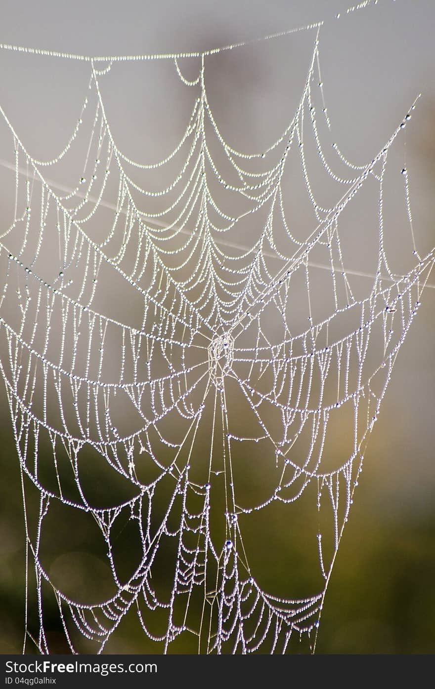 Spider web stretches between a barb-wired fence covered with fog. Spider web stretches between a barb-wired fence covered with fog.