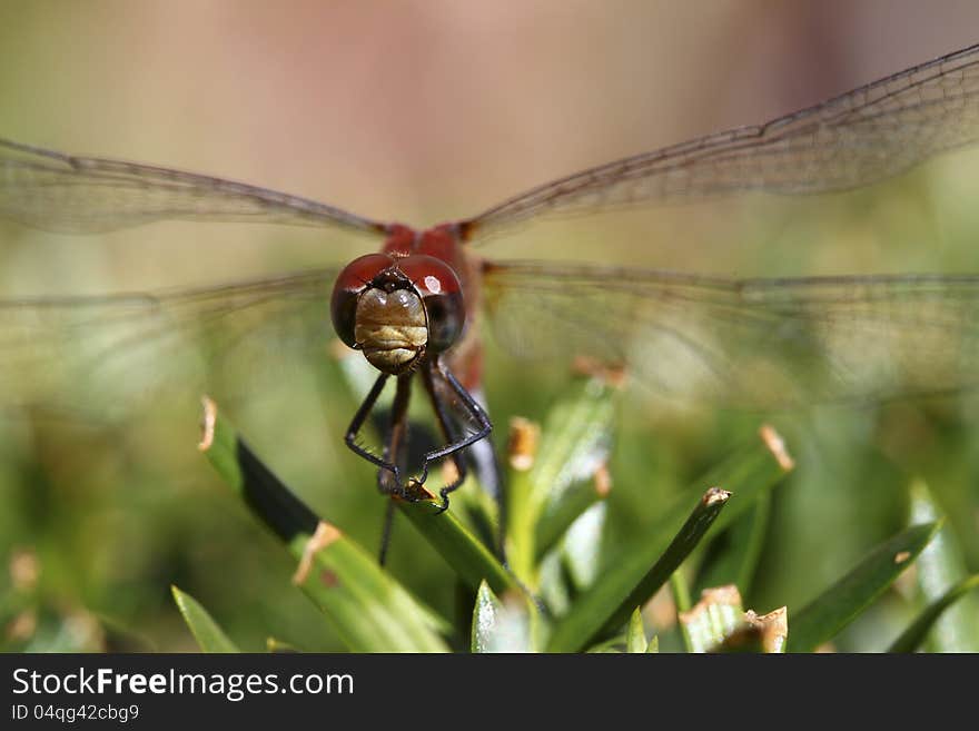 A red dragon fly is resting on the leaves. A red dragon fly is resting on the leaves.