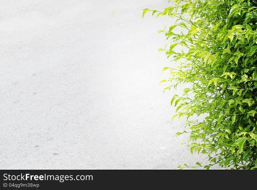 Cement Gray Background With Green Leaves