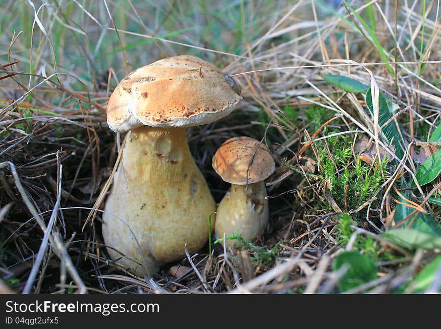 Beautiful Autumn Mushrooms