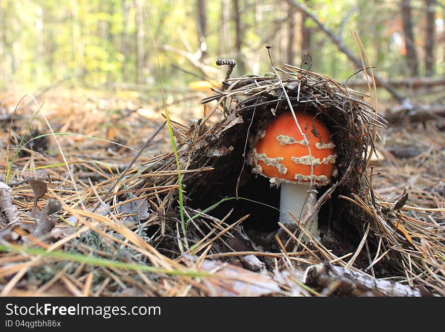 Beautiful red mushroom