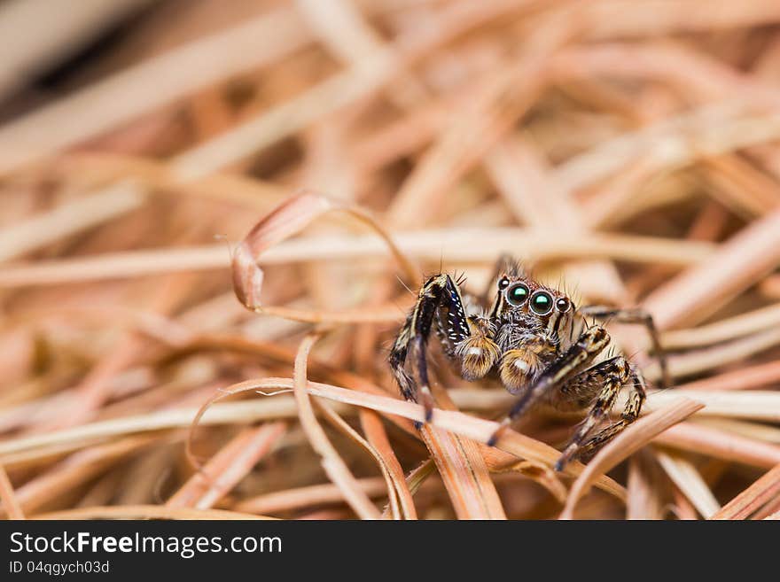 Male Plexippus Petersi jumping spider. Male Plexippus Petersi jumping spider