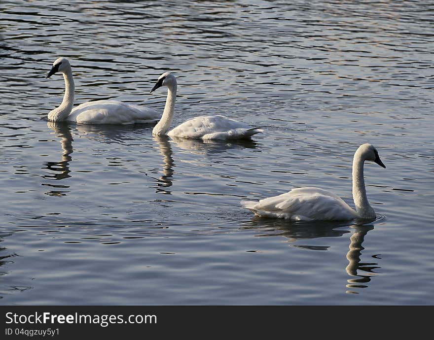 Three swans on a lake in the evening light