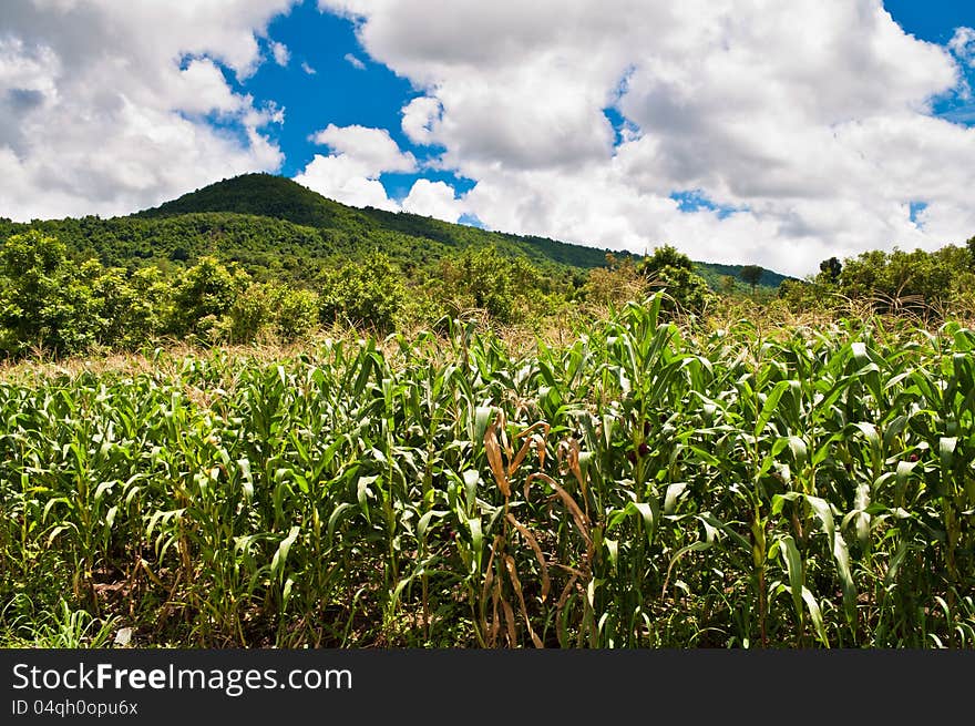 Corn farm at hill side