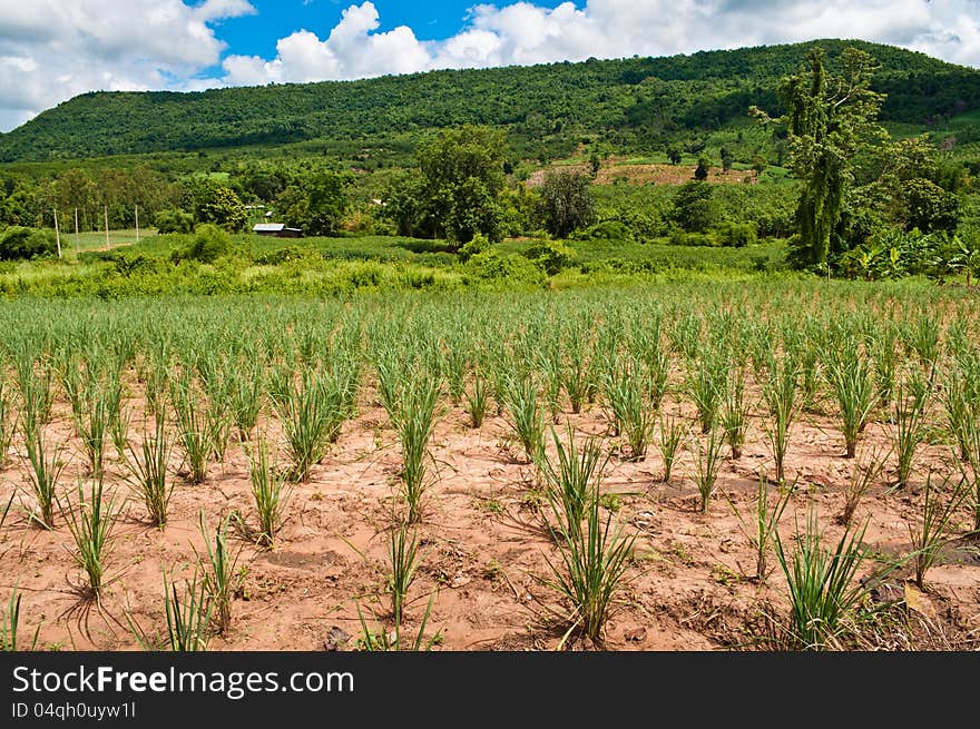 Lemon grass plant