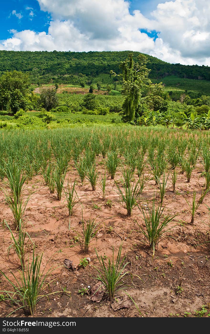 Lemon grass plant