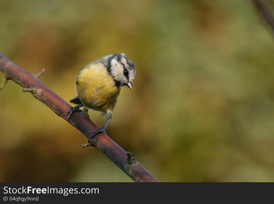 This blue tit is sitting on a brench. Beautiful autumn colors in the background. This blue tit is sitting on a brench. Beautiful autumn colors in the background.