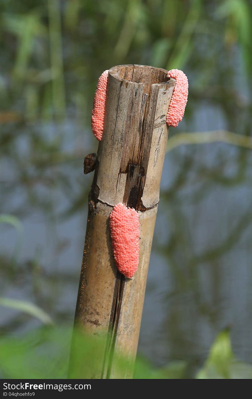 Snail eggs