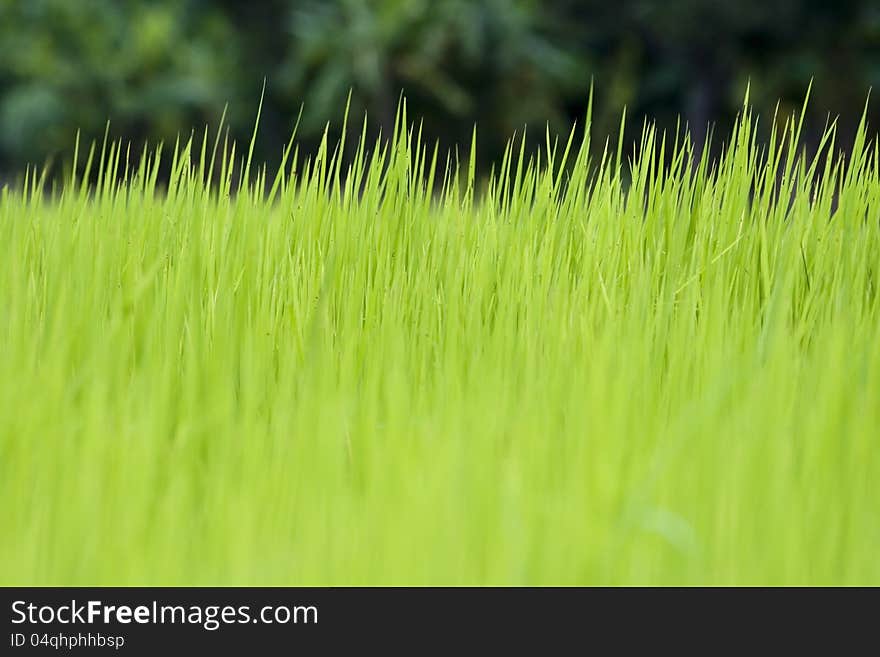 Paddy field