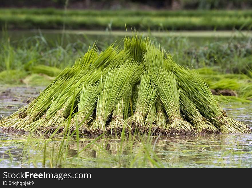 Rice Seedling