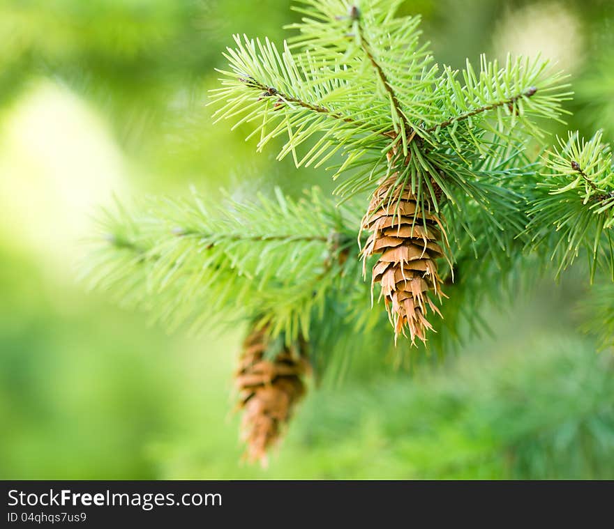 Christmas tree to decorate on Christmas. Christmas tree to decorate on Christmas