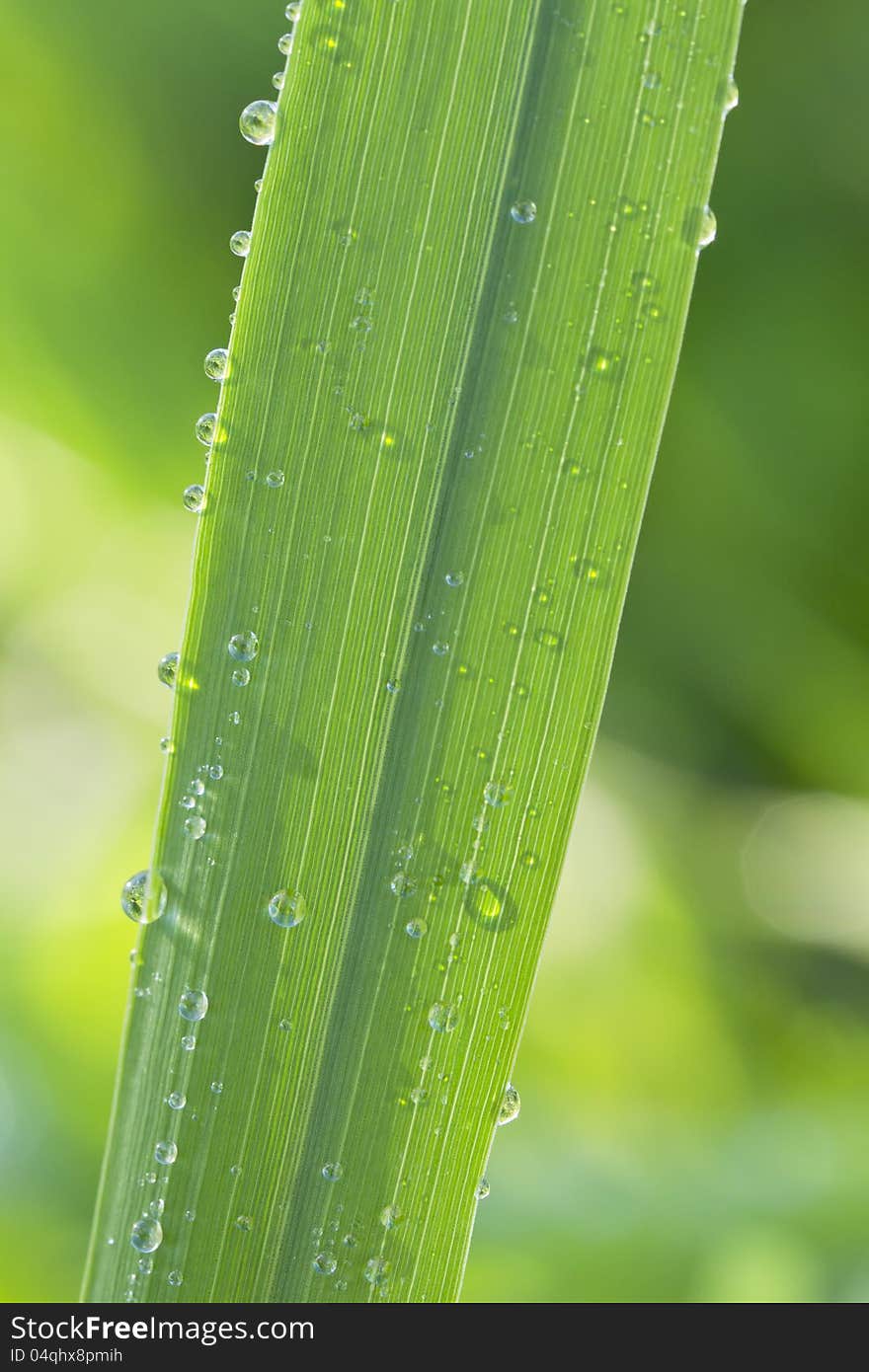 Grass & Dews