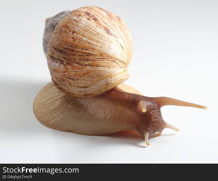 East African Land Snail