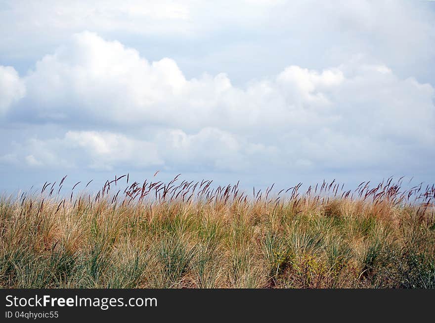 A view of dunes grass on the Baltic Sea sand dune. A view of dunes grass on the Baltic Sea sand dune