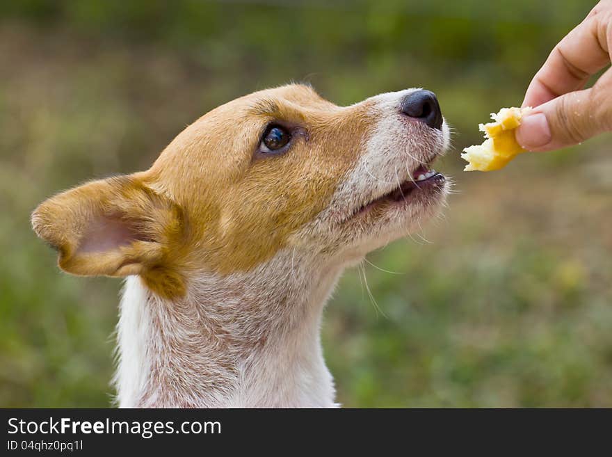 Close-up of Jack Russell dog, 2 years old.