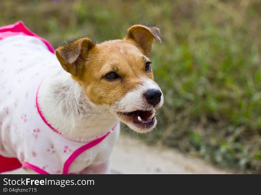 Close-up of Jack Russell dog, 2 years old.