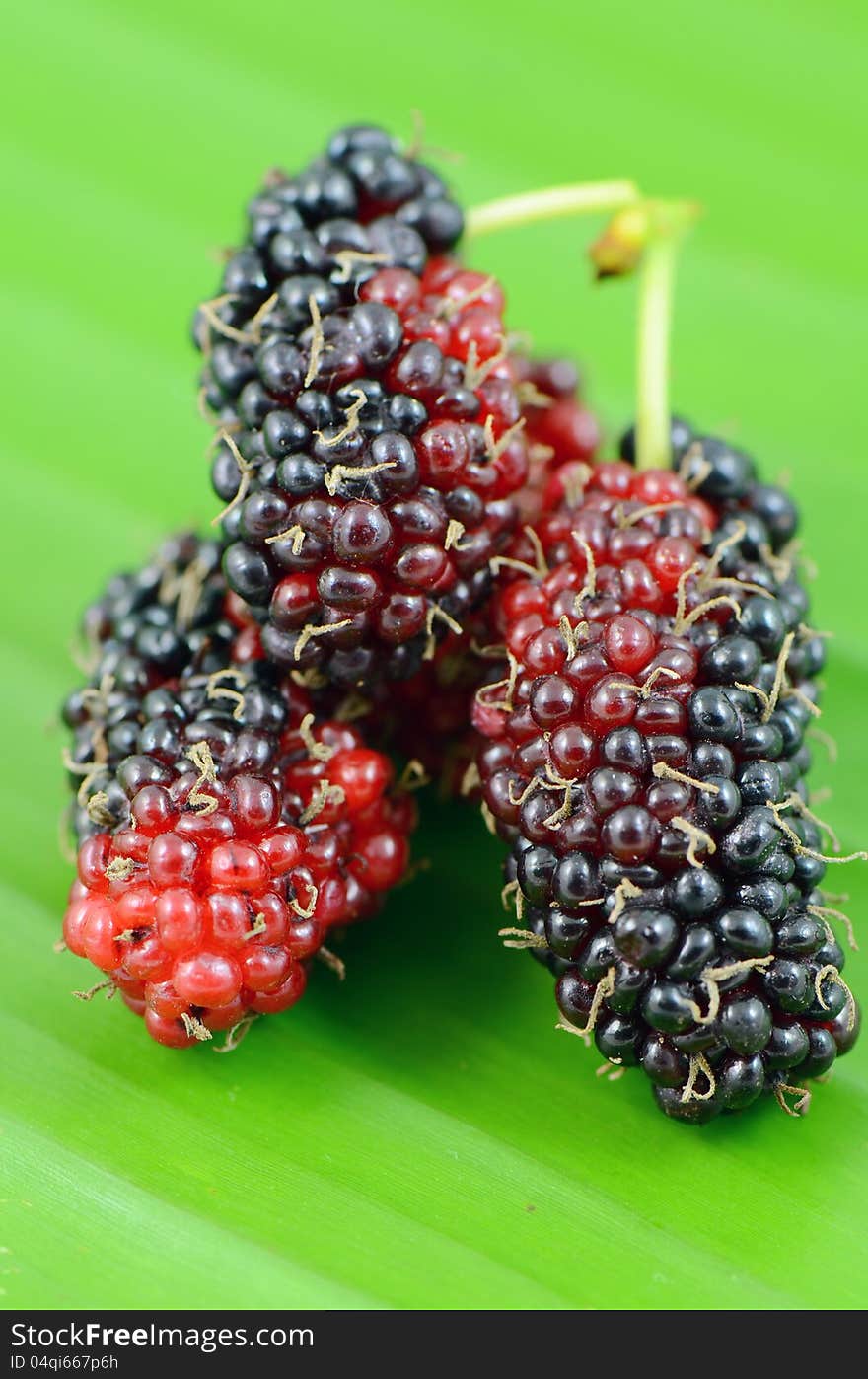 Mulberry Fruits.