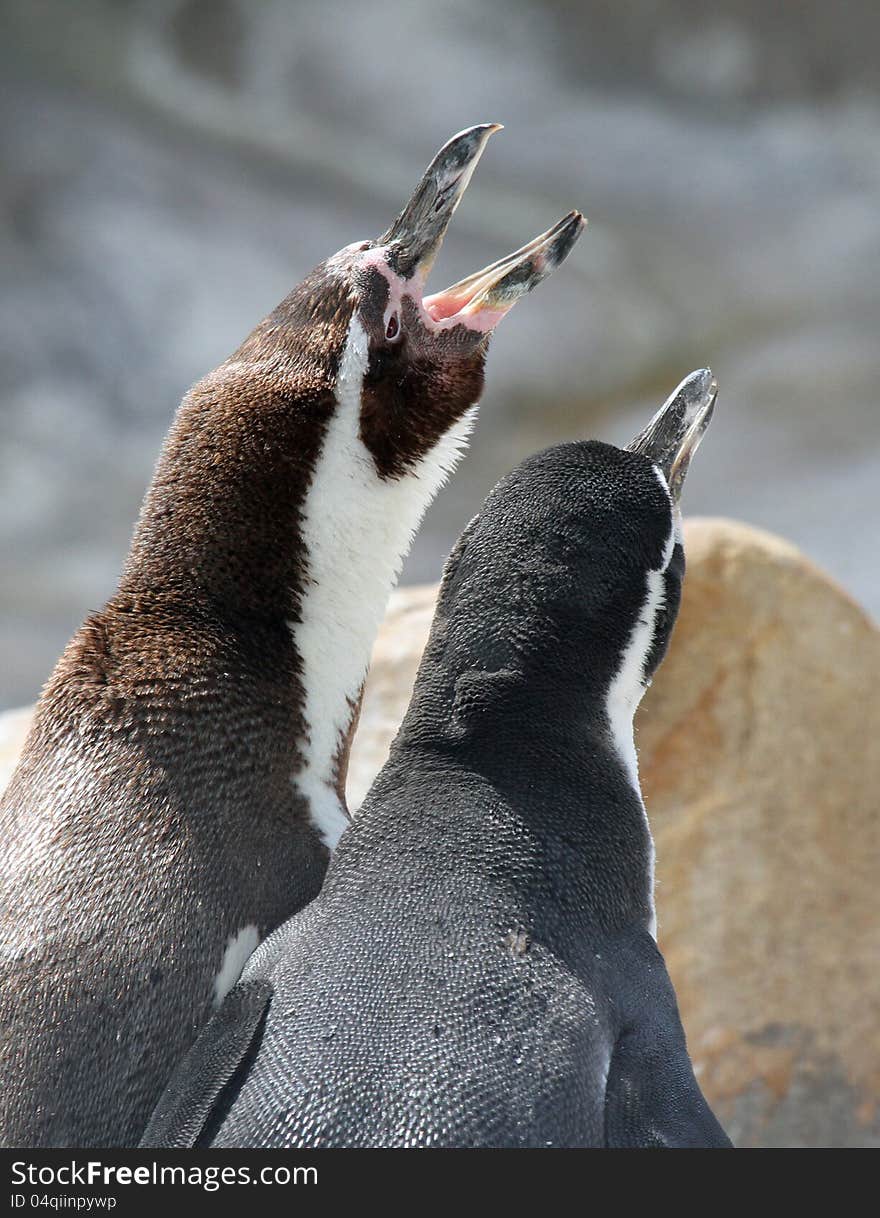 Two Penguins Looking Upward With Open Mouth