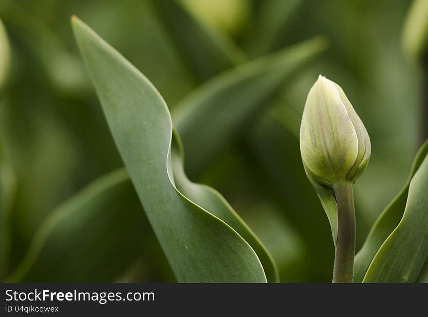 Tulip