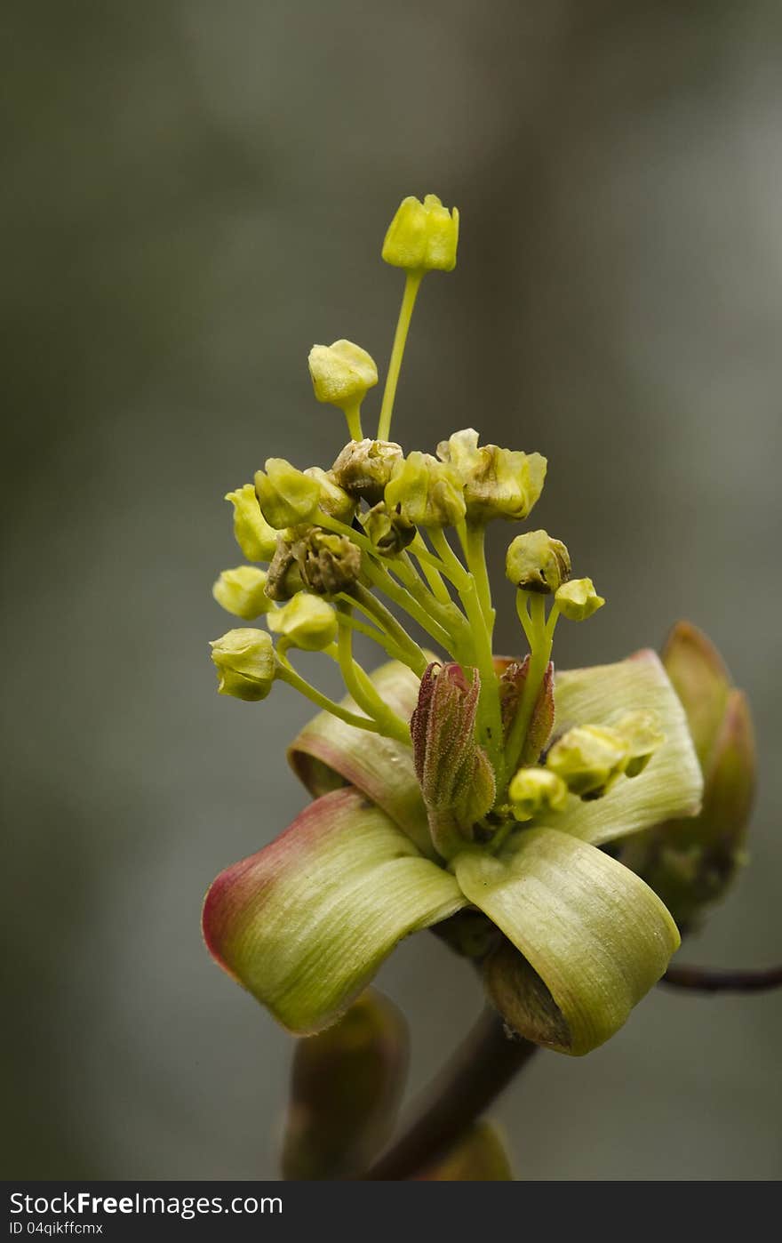 Bud