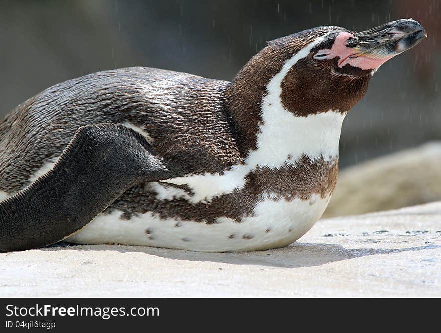 Close Up Detail Of Jackass Penguin Laying In Sunshine