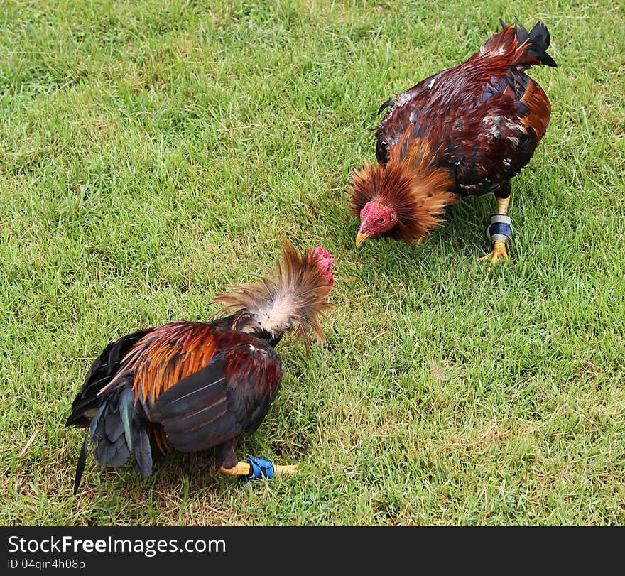 Two on the lawn preparing for battle. Two on the lawn preparing for battle