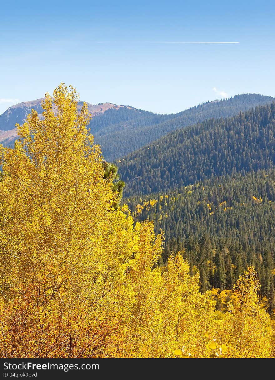 View of spruce trees on mountain top and golden aspen trees in foreground. View of spruce trees on mountain top and golden aspen trees in foreground.