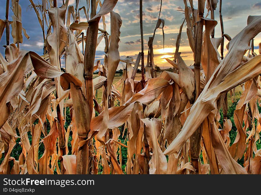 Sunrice colors over the corn leafs. Sunrice colors over the corn leafs