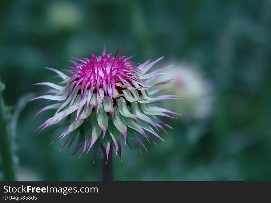 Silybum marianum flower close up bloom. Silybum marianum flower close up bloom