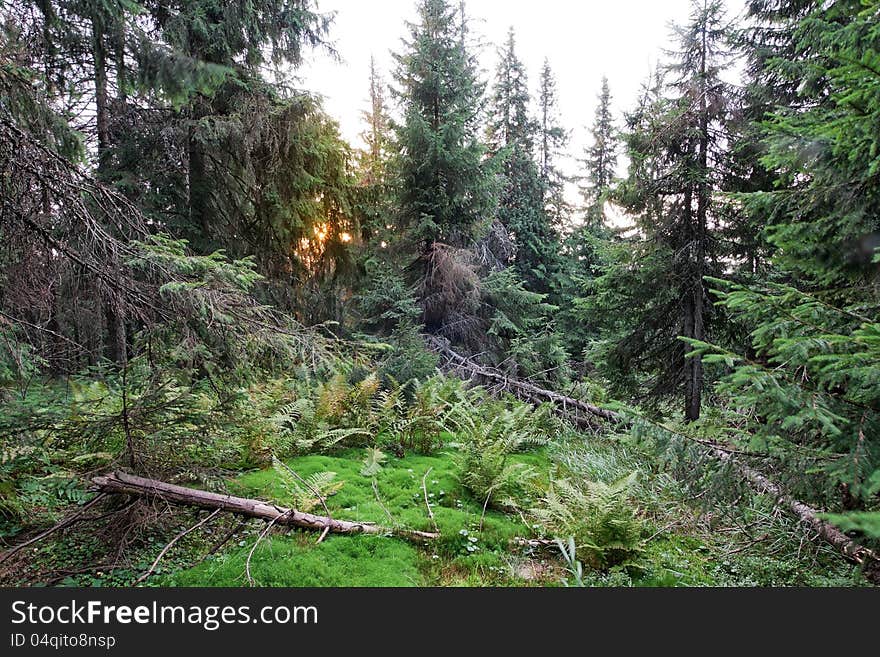 Mysterious sunset in a thicket of dense forest.