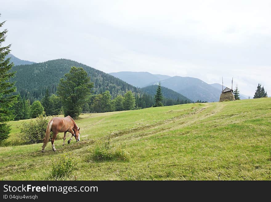 Beautiful horse goes to pasture.