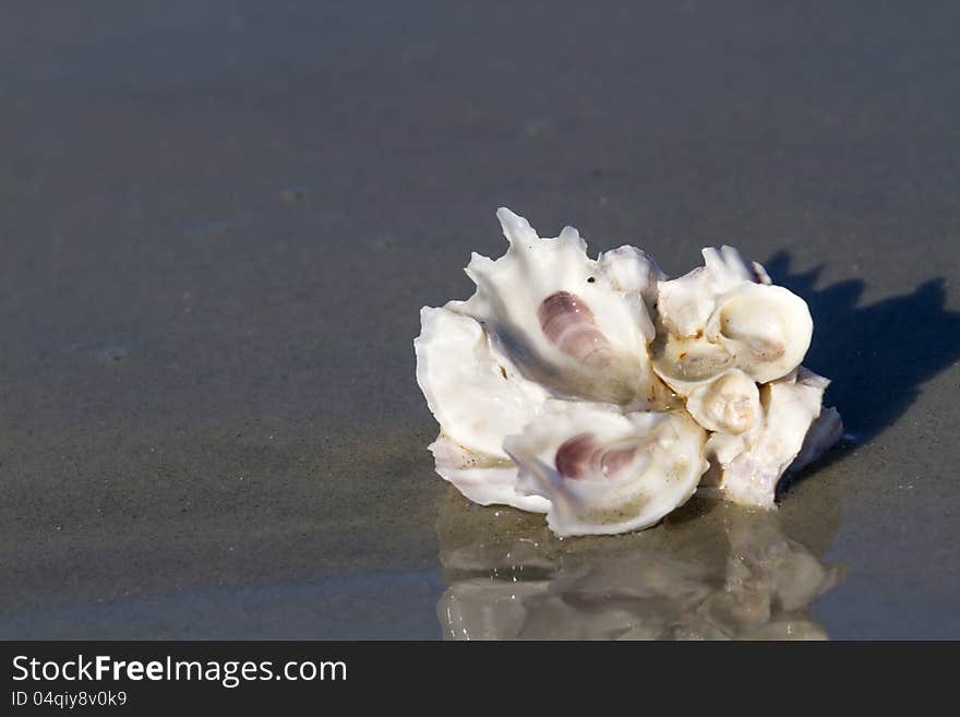 Oyster shells on the beach